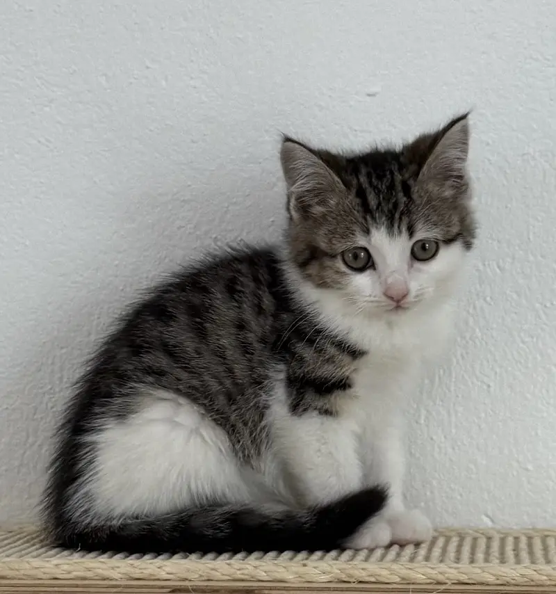 Kitten Shabia Tierheim Schleswig