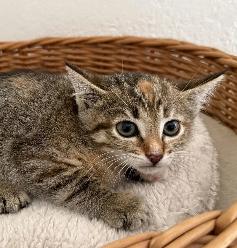 Kitten Tamina Tierheim Schleswig
