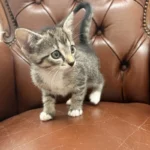 Kitten Yolanda Tierheim Schleswig