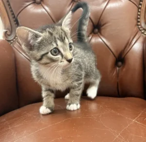 Kitten Yolanda Tierheim Schleswig