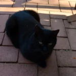 Kater Nero