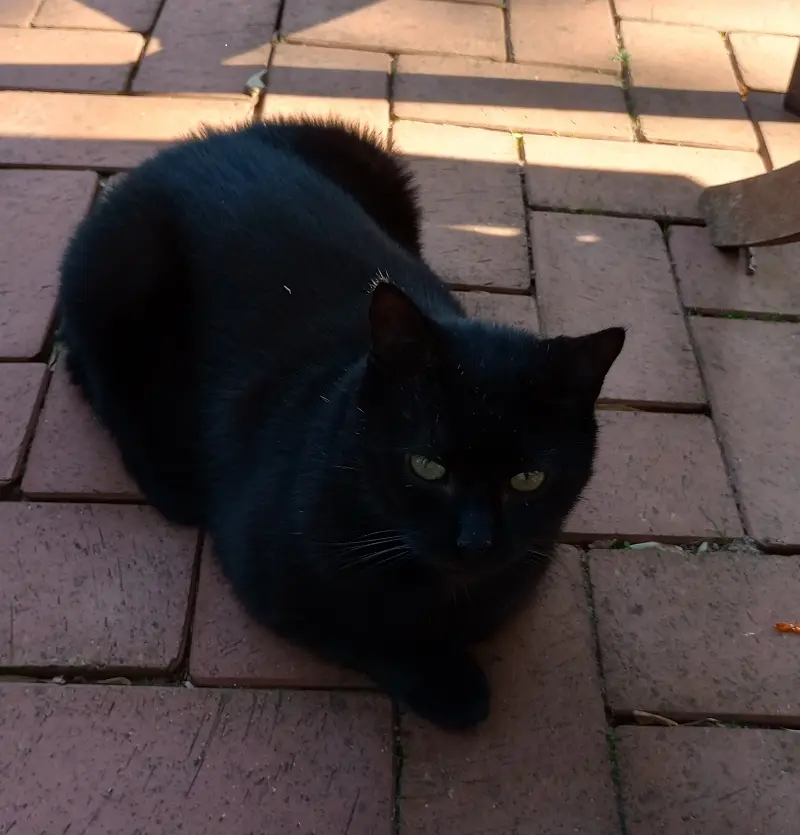 Kater Nero
