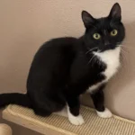 Katze Chiara Tierheim Schleswig