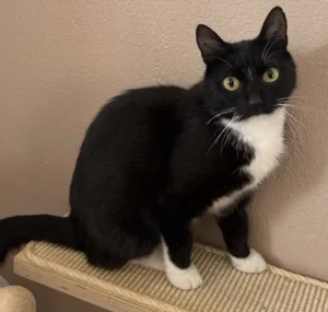 Katze Chiara Tierheim Schleswig