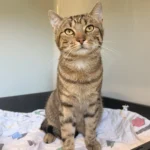Fundkater Kropp Tierheim Schleswig