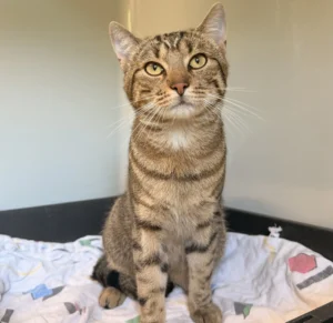 Fundkater Kropp Tierheim Schleswig