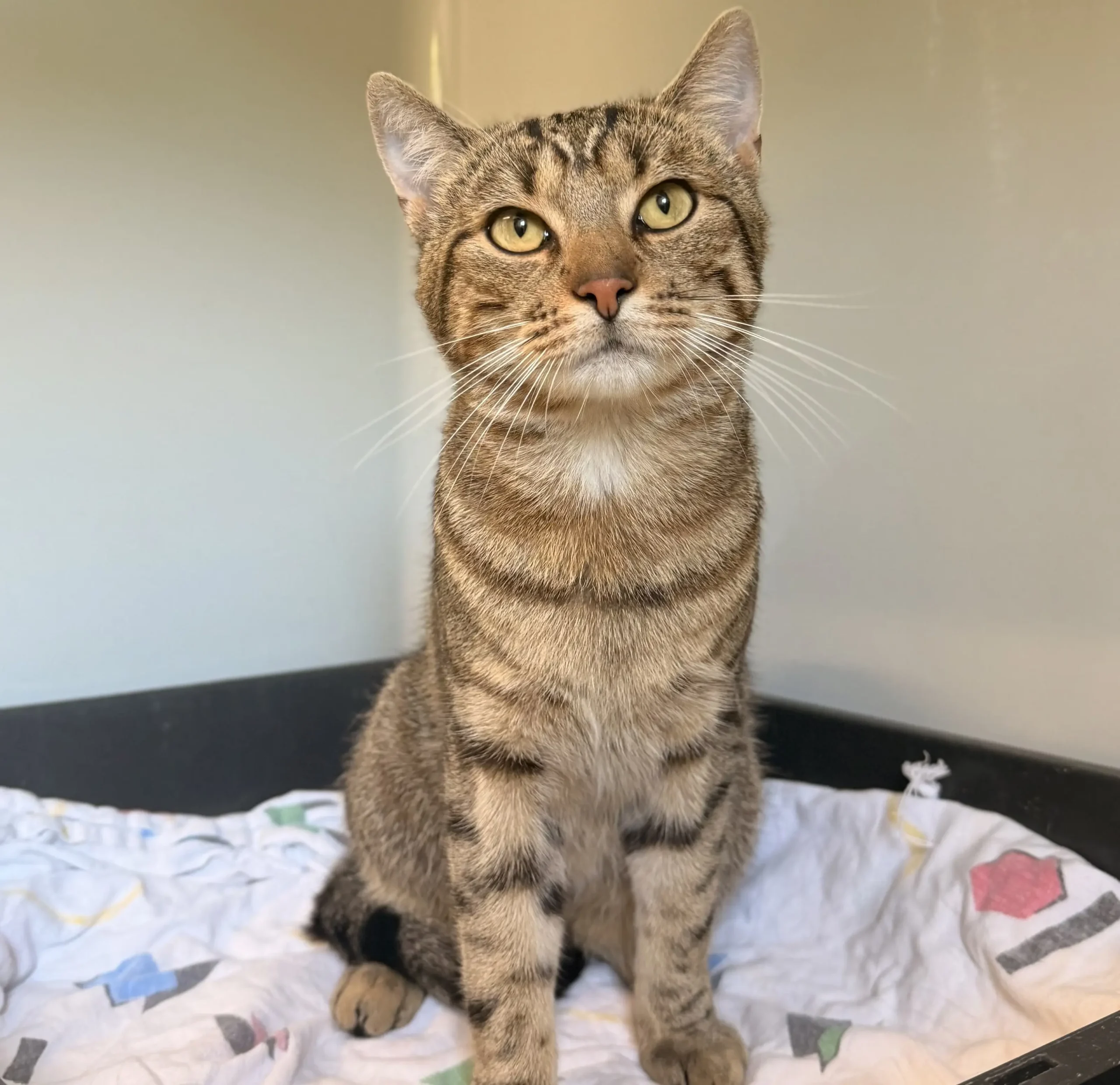 Fundkater Kropp Tierheim Schleswig