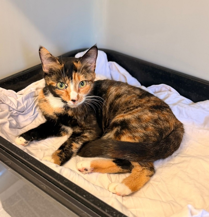 Fundkatze Tierheim Schleswig