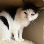 Kater Fiete Tierheim Schleswig