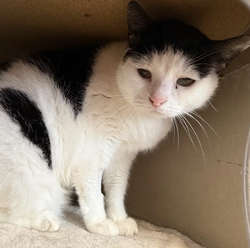 Kater Fiete Tierheim Schleswig