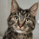 Fundkatze Silb erstedt