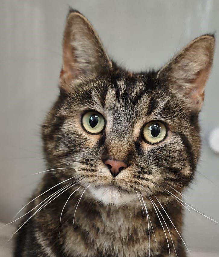 Fundkatze Silb erstedt