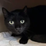 Katze Hanne Tierheim Schleswig