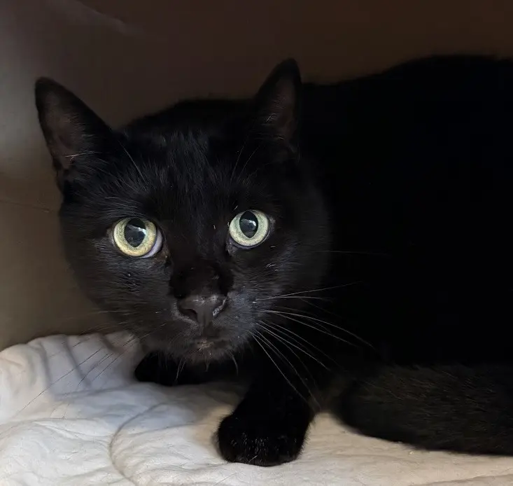 Katze Hanne Tierheim Schleswig