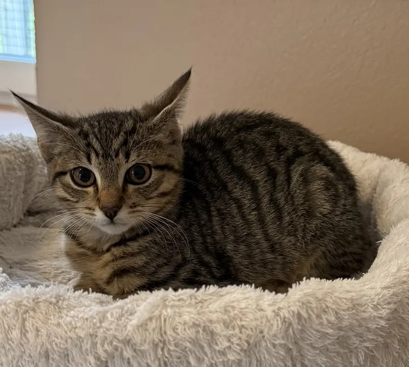 Kitten Loui Tierheim Schleswig