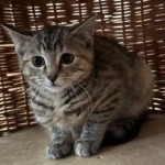 Kitten Nelli Tierheim Schleswig