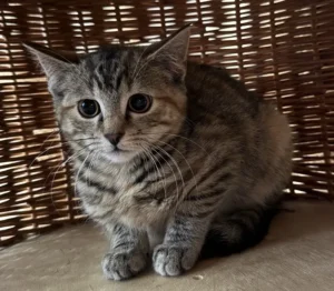 Kitten Nelli Tierheim Schleswig