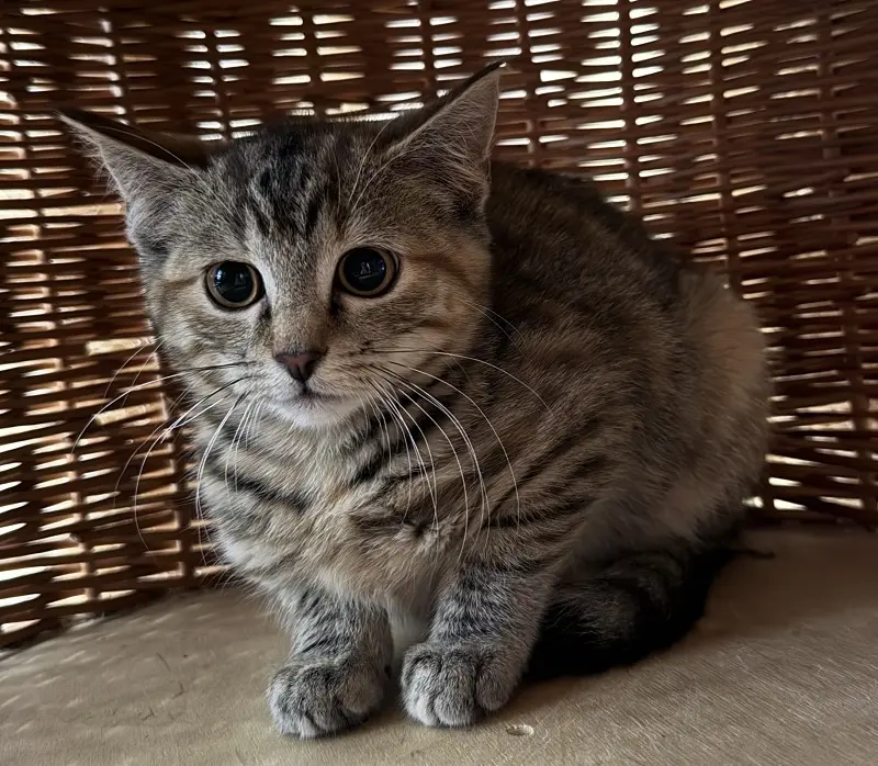 Kitten Nelli Tierheim Schleswig