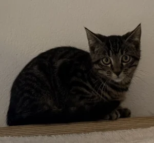 Kitten Remy Tierheim Schleswig