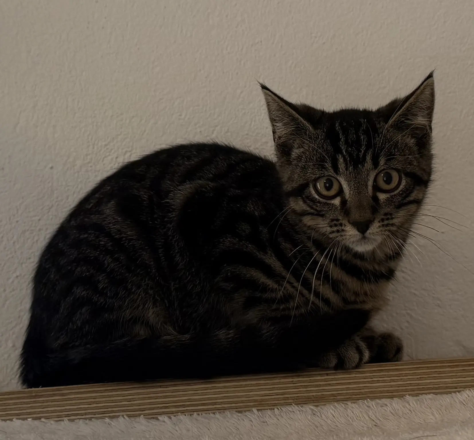 Kitten Remy Tierheim Schleswig