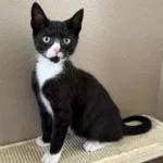 Kitten Robin Tierheim Schleswig