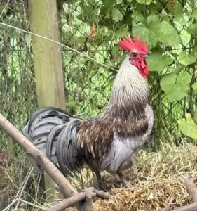 Hahn Theodor Tierheim Schleswig