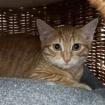 Kitten Toshi Tierheim Schleswig