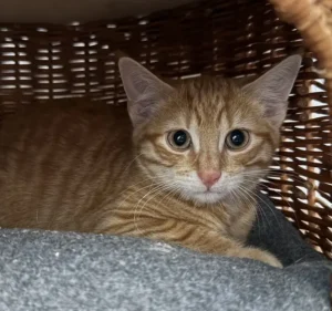 Kitten Toshi Tierheim Schleswig