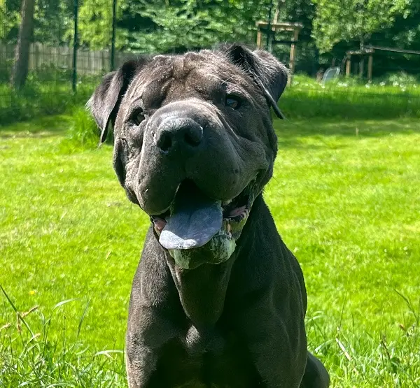 Shar Pei-Mix Udo Tierheim Schleswig