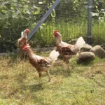 Hähne Tierheim Schleswig
