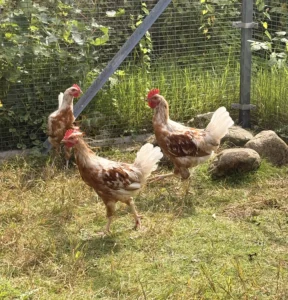 Hähne Tierheim Schleswig
