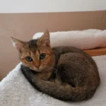 Kitten Annie Tierheim Schleswig