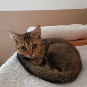 Kitten Annie Tierheim Schleswig