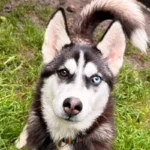 Husky Ash Tierheim Schleswig