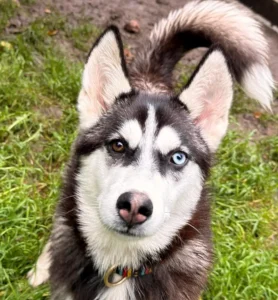Husky Ash Tierheim Schleswig