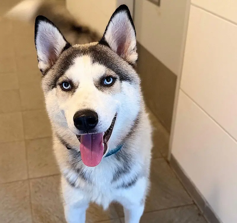 Husky Damon Tierheim Schleswig