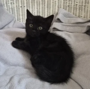 Kitten Enno Tierheim Schleswig