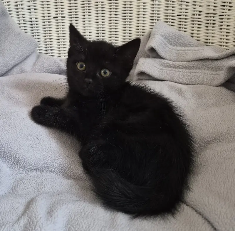 Kitten Enno Tierheim Schleswig