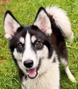 Husky Tierheim Schleswig