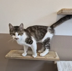 Katze Hope Tierheim Schleswig