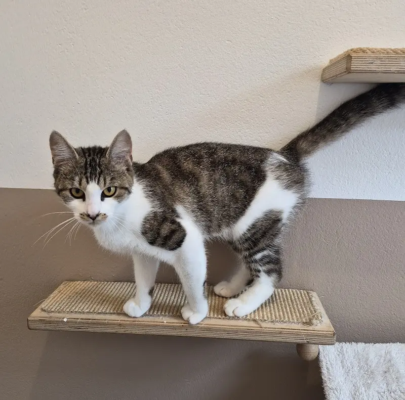 Katze Hope Tierheim Schleswig