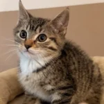 Kitten Jerry Tierheim Schleswig