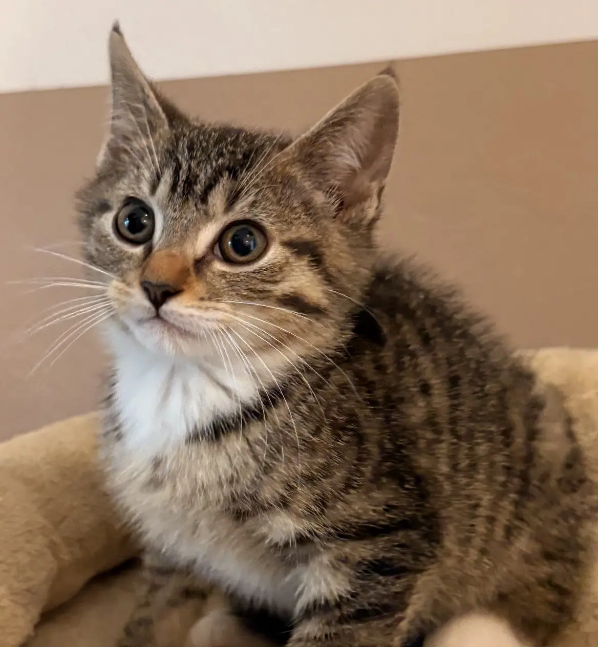 Kitten Jerry Tierheim Schleswig