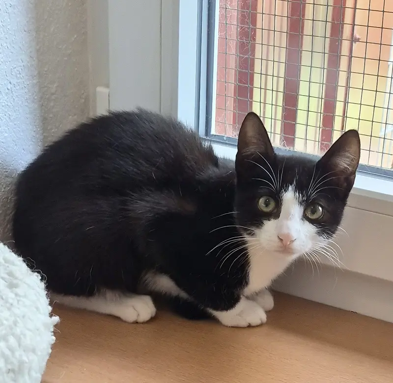 Kitten June Tierheim Schleswig
