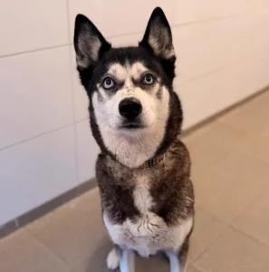 Husky Katinka Tierheim Schleswig