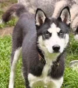Husky Kaja Tierheim Schleswig