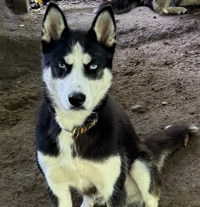Husky Kaya TIerheim Schleswig