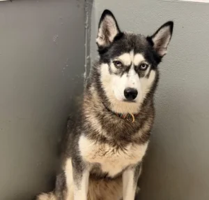 Husky Kiki Tierheim Schleswig