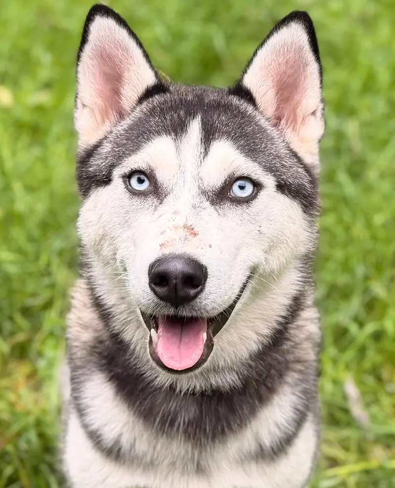 Husky Kim Tierheim Schleswig