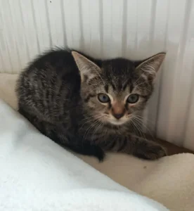 Kitten Maggy Tierheim Schleswig